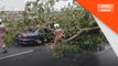 Ribut: 10 pokok tumbang sekitar ibu negara