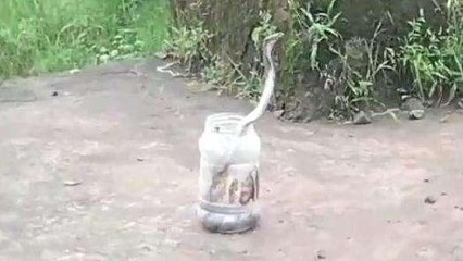छिंदवाड़ा: मुर्गियों की दावत उड़ा रहा था कोबरा नाग, किया रेस्क्यू