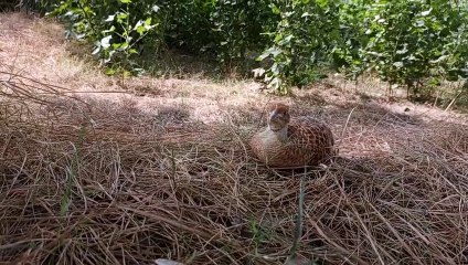 Wild teetar pakshi in the nest