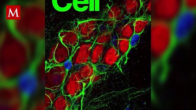 Placozoos: Los Pequeños Animales Marinos que Desvelan el Misterio de las Neuronas