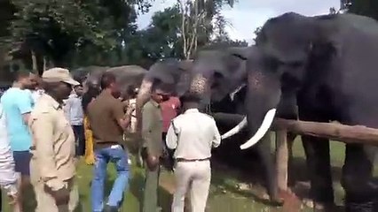 एक से 76 साल तक के हाथियों की कान्हा पार्क में हो रही खातिरदारी