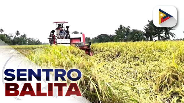 Produksiyon ng palay sa South Cotabato, bumuti sa tulong ng Consolidated Farm System