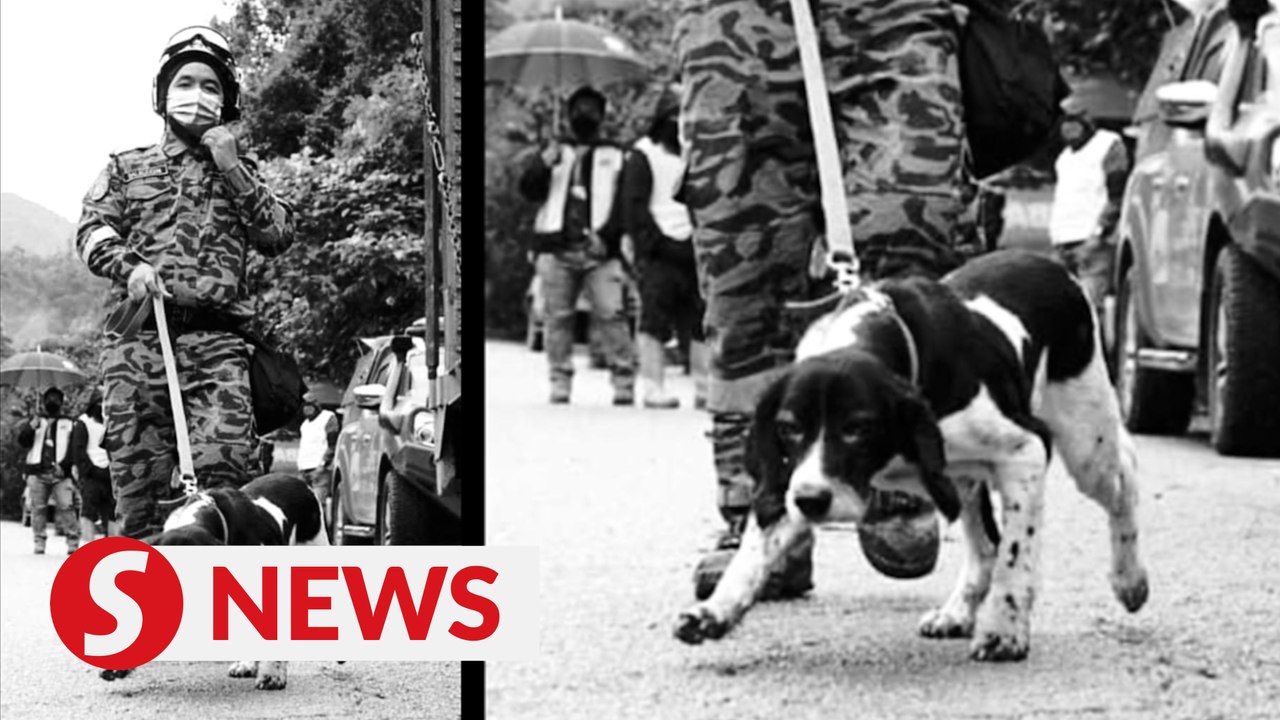 Tributes pour in for K9 hero Blake