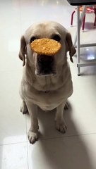 Ninja dog #life #explore #success #alpha #lol #fun #lmao #laugh #subscribe