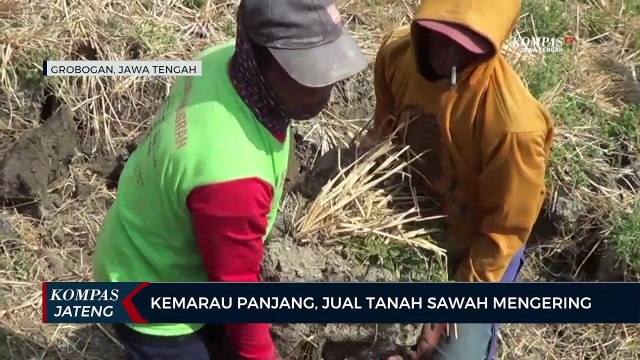 Kemarau Panjang, Jual Tanah Sawah Mengering