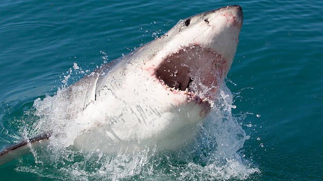 Florida surfer bitten on face by shark reveals what it feels like