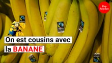 On partage 25% de gènes en commun avec la banane