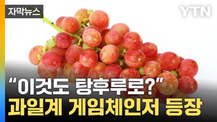 [자막뉴스] "샤인머스켓인가? 아니네"...韓에 등장한 포도의 정체 / YTN