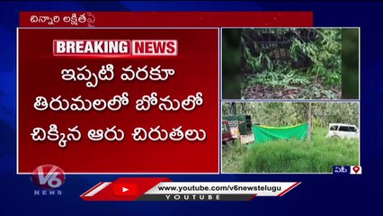 Leopard Shifted To ZOO Park From Tirumala _ V6 News (1)