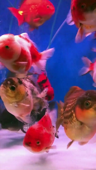 Gold Fish Tank
