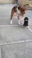 Dog Scared Of Puppy | Funny Video