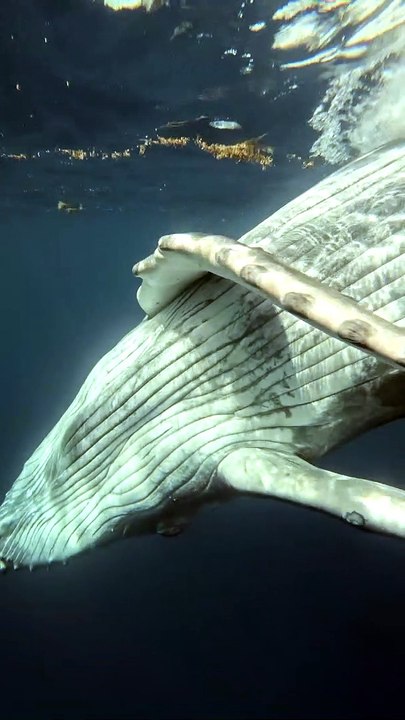 A Swim With A Calf Whale
