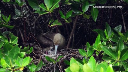 Three birds dead from avian flu in Ecuador's Galapagos