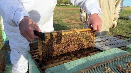 Australia to move away from trying to eradicate parasite