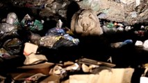 Bozayı ve tilkilerin çöplükte yiyecek arayışı görüntülendi