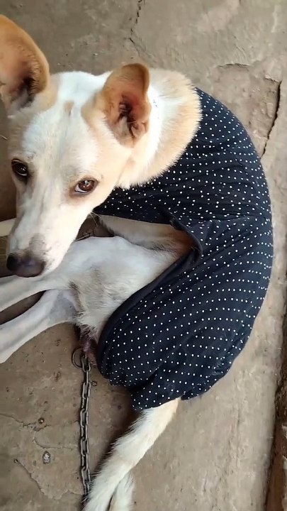 Lovely Dog Funny Video