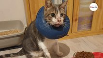 Après un accident de la route, ce chat de refuge a un physique atypique : qui craquera pour son faciès peu banal ?