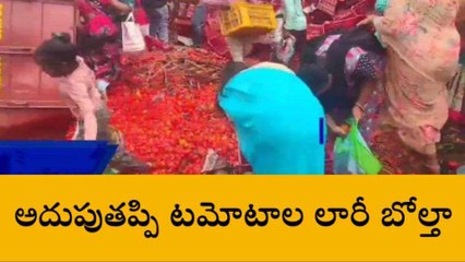 గుంటూరు జిల్లా: టమోటాల లారీ బోల్తా... ఎగబడ్డ జనం