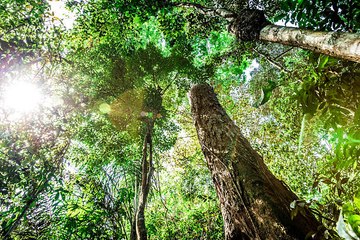 La Selva Amazónica Se Convierte En Una Gran Fuente De Carbono