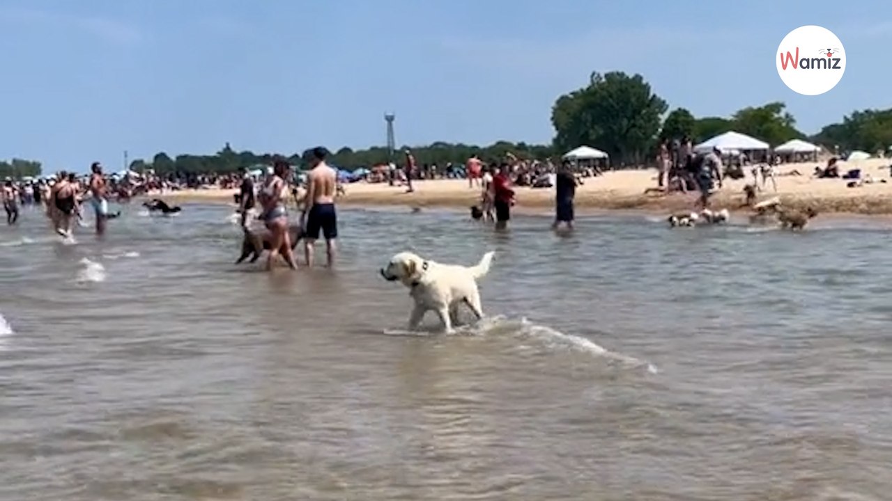 Hund verliert am Strand sein Herrchen aus den Augen: Ihr Wiedersehen rührt Millionen (Video)