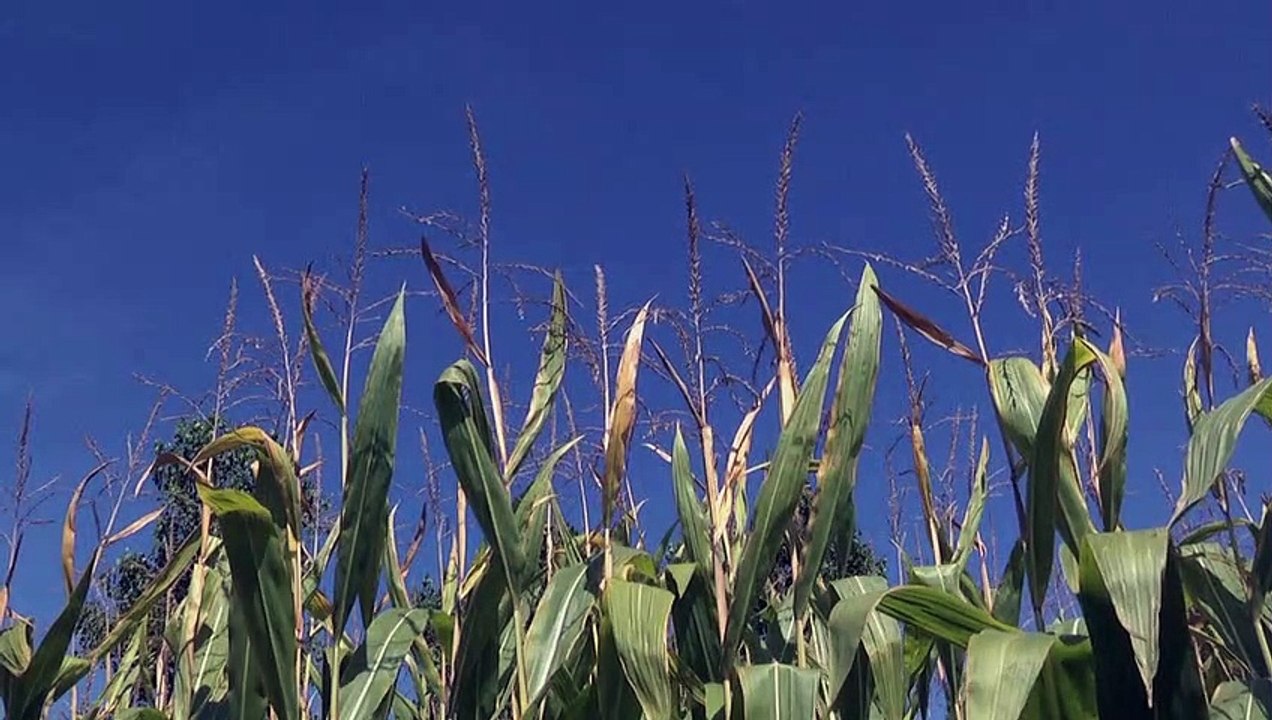 Eu-kommission will glyphosat-zulassung verlängern