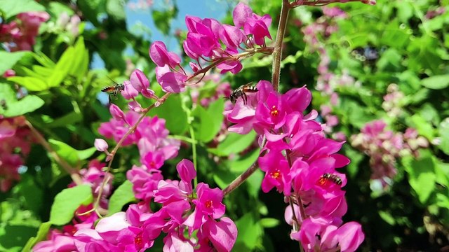 beautiful nature background flowers video