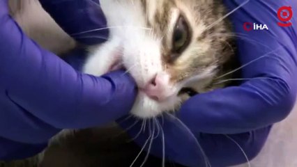 Koronavirüsün mutasyona uğramasıyla görülen FİP hastalığı kedilerin ölümüne yol açıyor