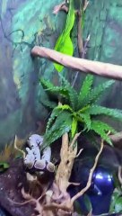 Python Flops Off Branch