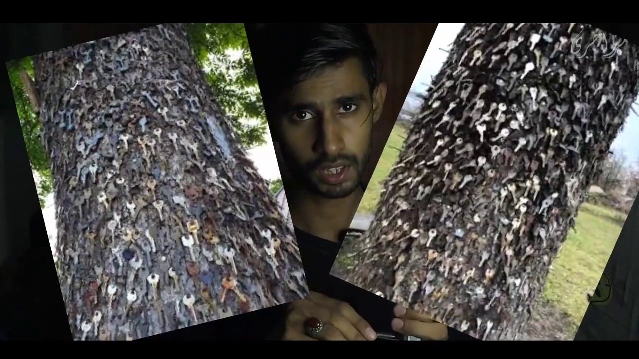 Key Tree _ Chabio wala Darakht _ Raktu Uosis Medis _ Panevėžys Lithuania _ Baltic States