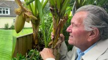 Bognor gardener's secret to growing banana trees