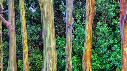 15 MOST BEAUTIFUL Trees Ever Found