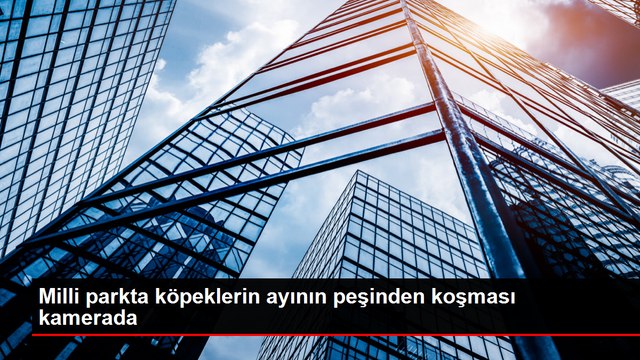 Sokak köpekleri ayının peşinden koştu