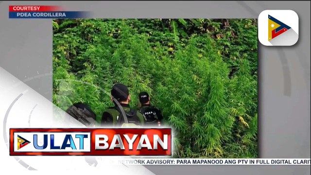 P3.4M halaga ng Marijuana plants, nadiskubre ng PDEA sa 2 plantation sites sa Tinglayan, Kalinga
