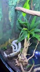 Python Flops Off Branch