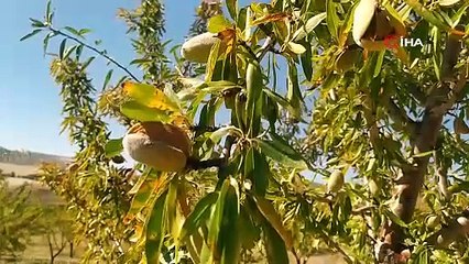 ''İmkansız'' denileni başardı! 10 yıl sonra hasada başladı