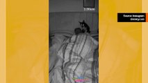 Witziges Video: Sehen Sie, wie die Schlafnacht eines Mannes aussieht, der sein Bett mit seinem Hund teilt
