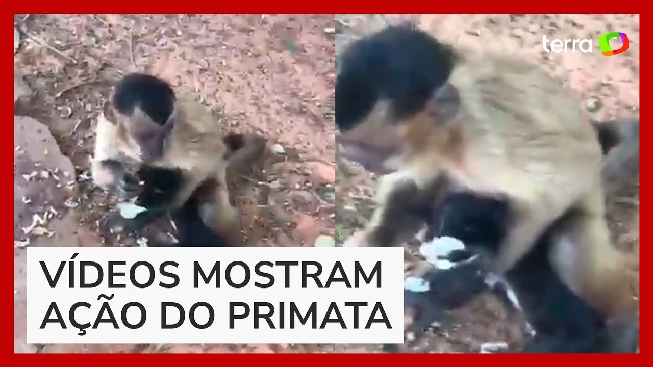 Macaco aterroriza moradores com 'sequestros' de filhotes de gato e cachorro no Piauí