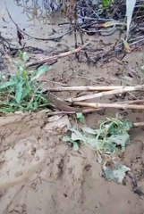 Fish Save Herself From Death | Animals Moments | Satisfying Videos #animal #fish #satisfyingvideos