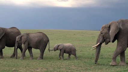 Baby Elephant Cute Video