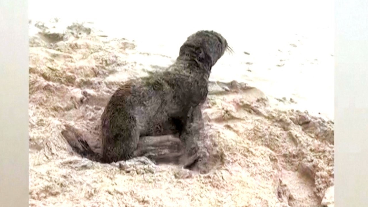 Must See! This Is the Moment 3 Baby Seal Pups Were Rescued From a Fishing Net