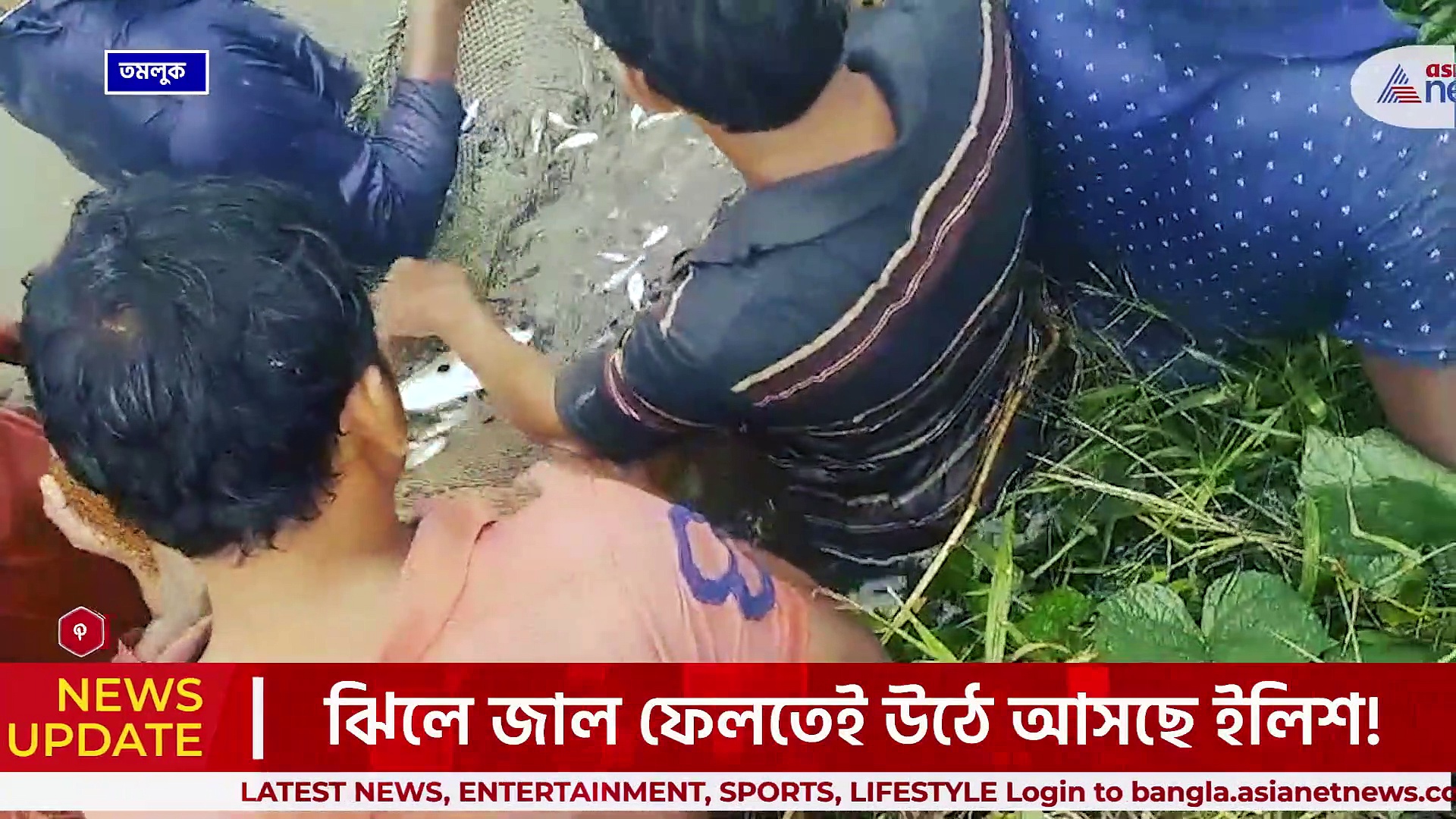 Tamluk Hilsa : ঝিলে জাল ফেলতেই উঠে আসছে ইলিশ! তমলুকে চাঞ্চল্য, দেখুন