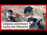 Macaco aterroriza moradores com 'sequestros' de filhotes de gato e cachorro no Piauí