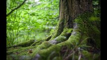 L’incroyable redécouverte d’un arbre que l’on croyait éteint depuis 185 ans