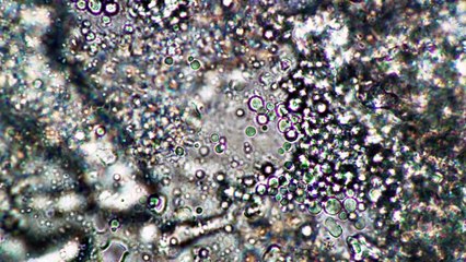 Microbes & Munchies - A Deep Dive into Food Science
