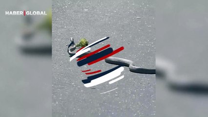 Bukalemun yılana karşı! Nefes kesen mücadele kamerada