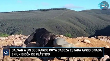 Salvan a un oso pardo cuya cabeza estaba aprisionada en un bidón de plástico