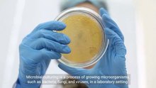 Exploring Microbial Culturing - A Key Tool in Microbiology