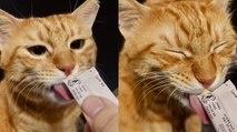 KITTY ASMR: This Adorable Orange Cat LOVES This Treat