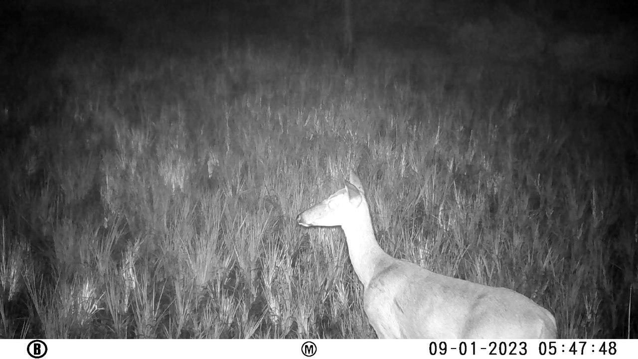 Trail Camera #6