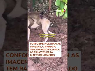 Macaco é flagrado 'sequestrando' filhotes de gato e cachorro no Piauí